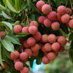 Vải Thiều Bắc Giang